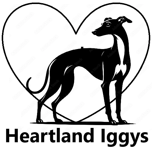 Heartland Iggys