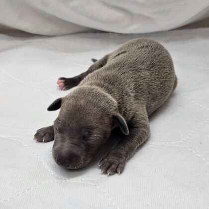 Bella - Blue Female