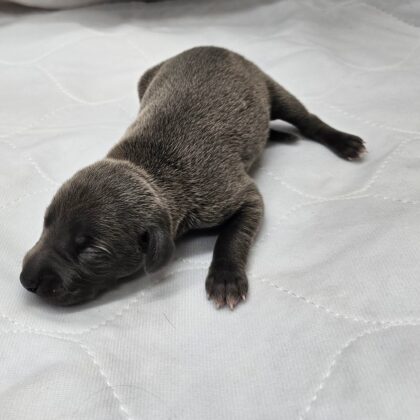 Buzz - Blue Male