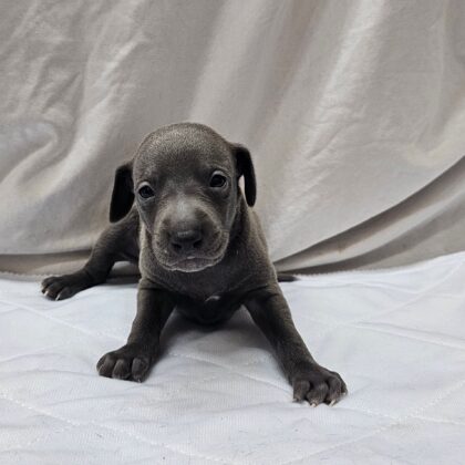 Buzz - Blue Male