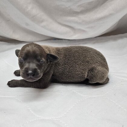 Dax - Blue Male