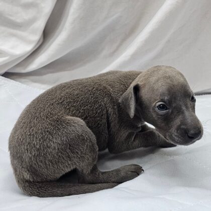 Dax - Blue Male