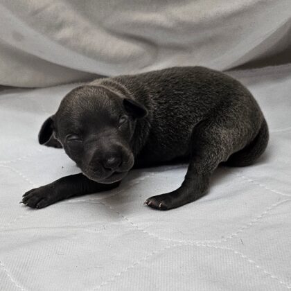 Finn - Blue Male