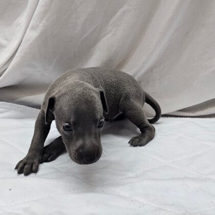 Finn - Blue Male