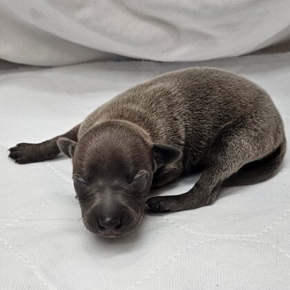 Jax - Blue Male
