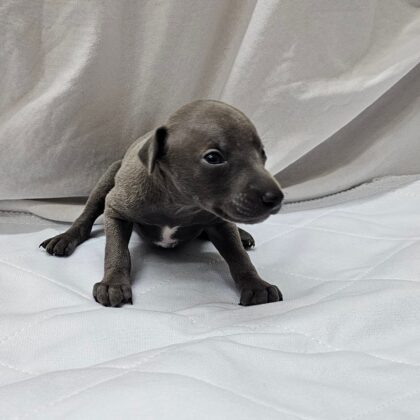 Jax - Blue Male