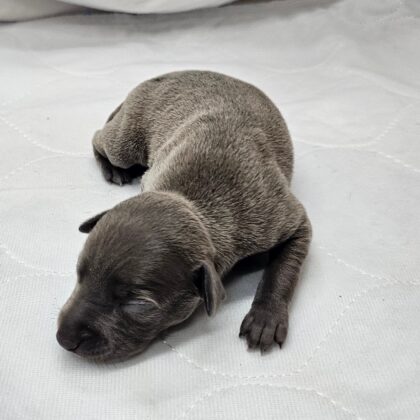 Lily - Blue Female