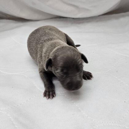 Lola - Blue Female