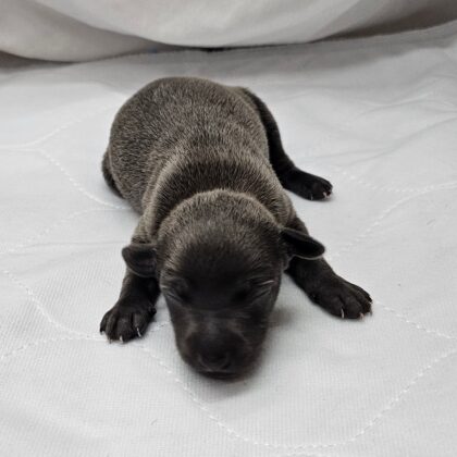 Lugi - Blue Male