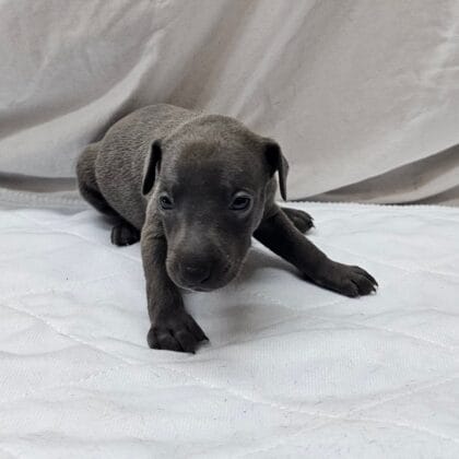 Lugi - Blue Male