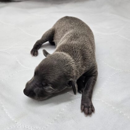 Max - Blue Male