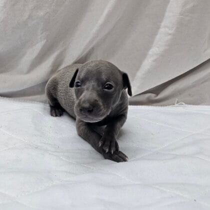Max - Blue Male