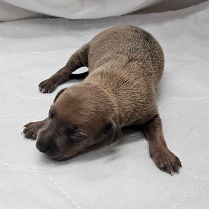 Oreo - Fawn (Tan) Male