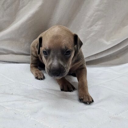 Oreo - Fawn (Tan) Male
