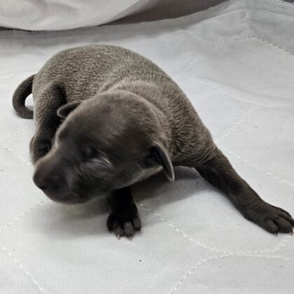 Pax - Blue Male