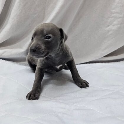 Pax - Blue Male