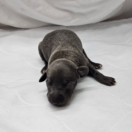 Thor - Blue Male